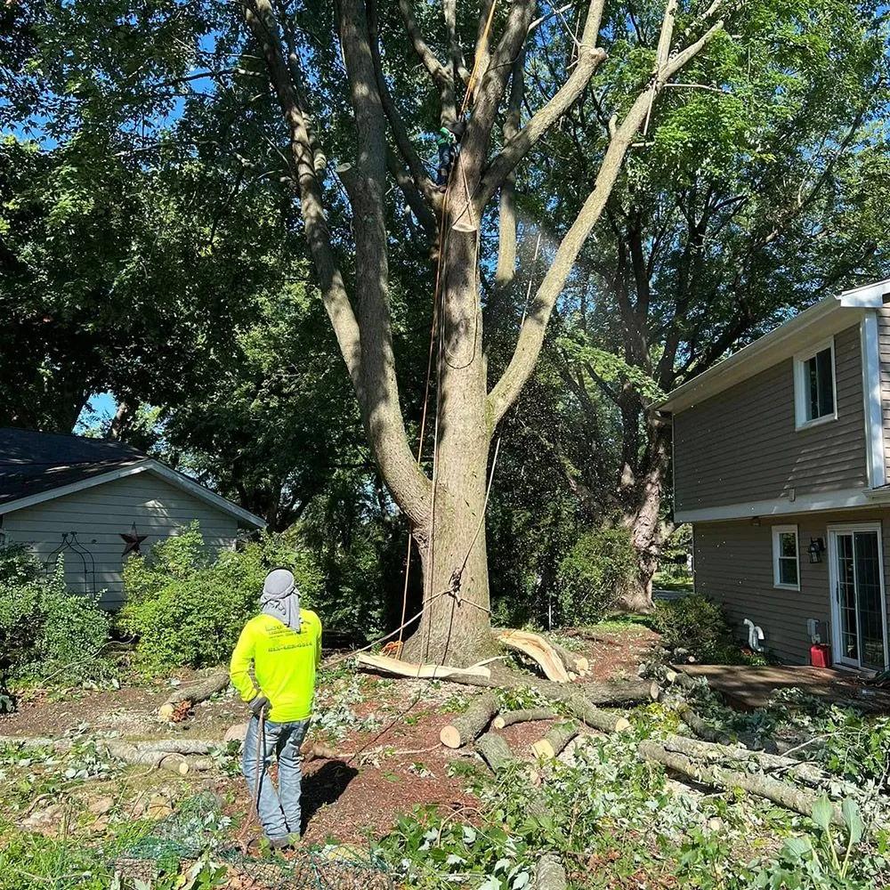 Arborist trimming and pruning a tree from a bucket truck
