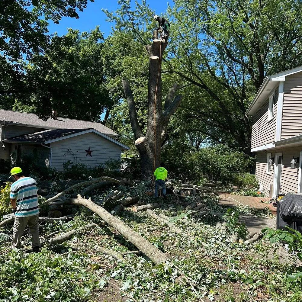 Storm-damaged tree being cleared